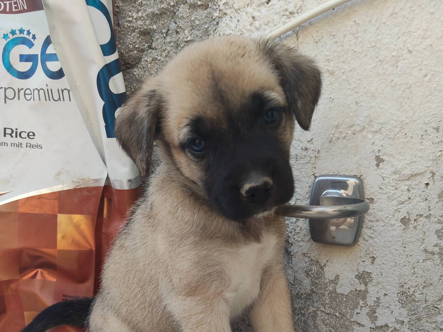 Adozione cane, maschio, Razza sconosciuta Razza sconosciuta, 1 mese, taglia piccola, Pescara