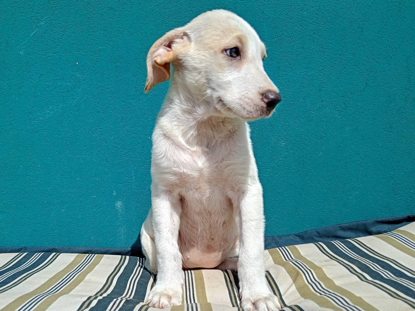 Adotta un cane, taglia media, femmina, La