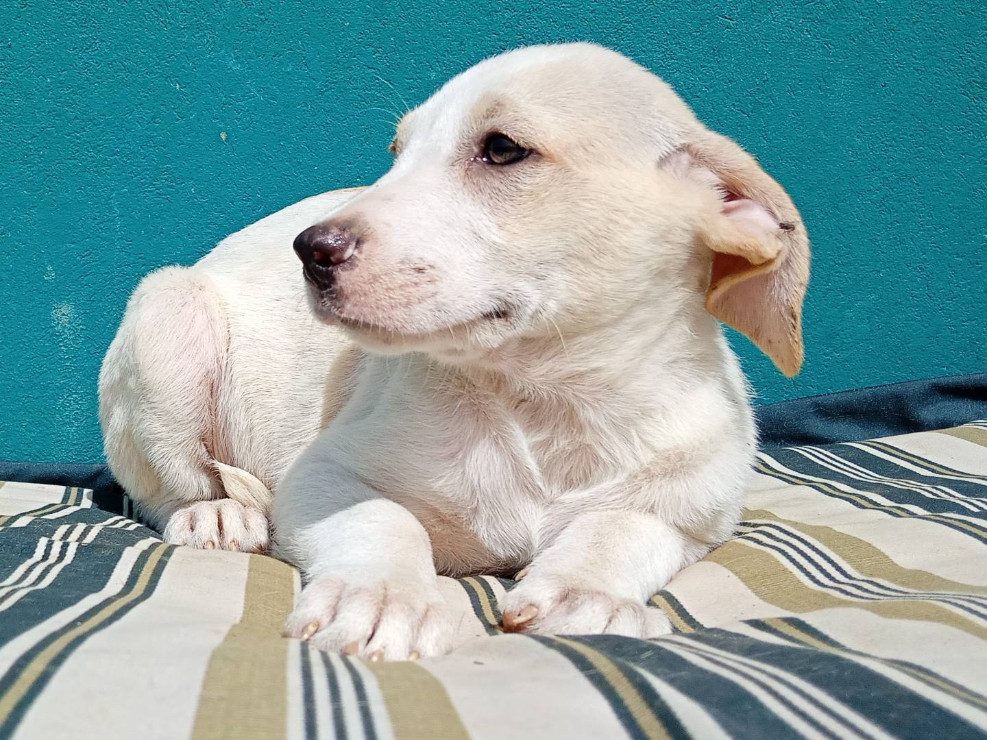 Adotta un cane, femmina, 2 mesi, La