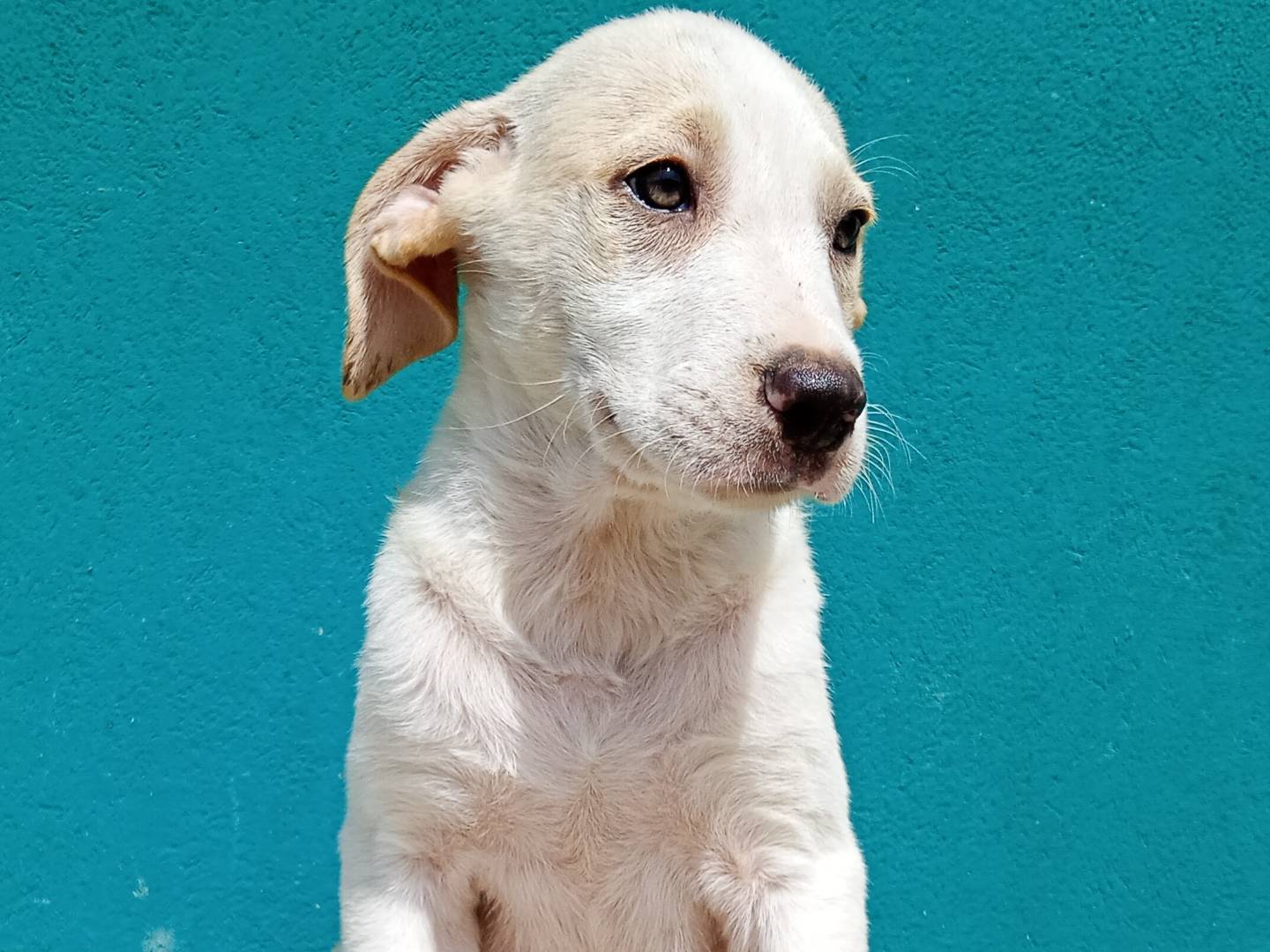 Vuoi adottare un cane a La?