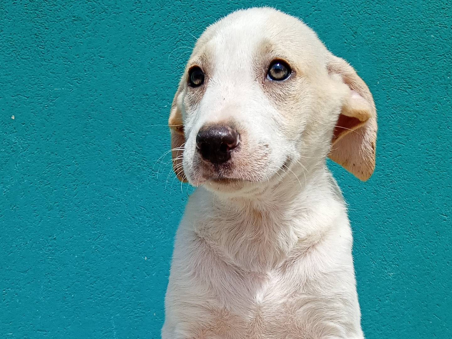 Adozione cane, femmina, Razza sconosciuta Razza sconosciuta, 2 mesi, taglia media, La