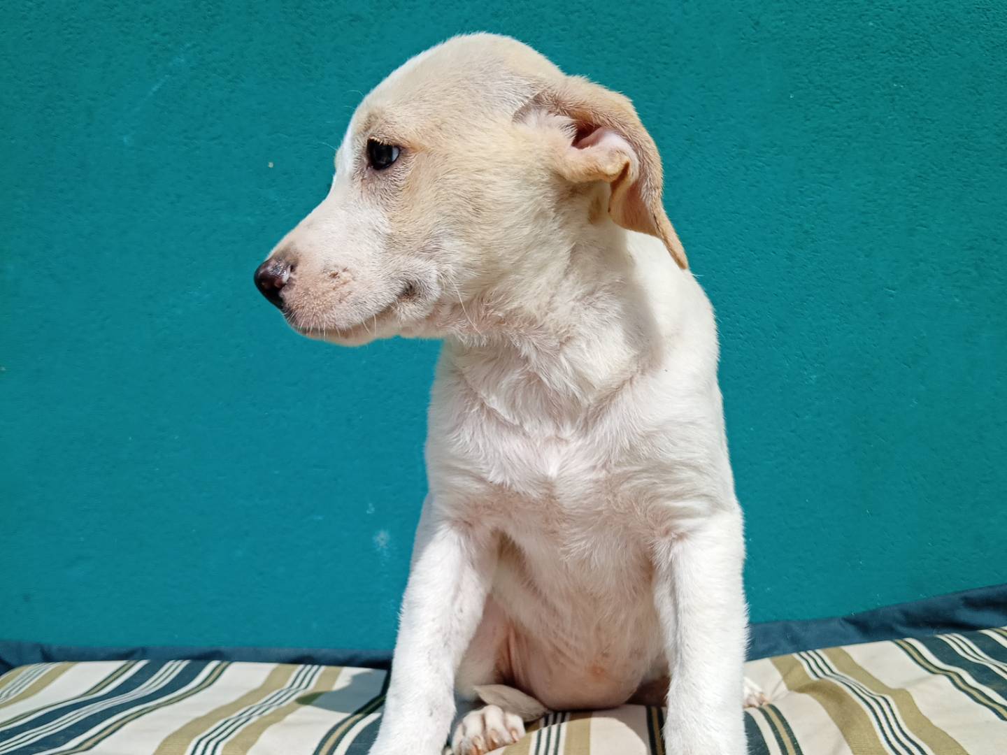 Adotta il cane LARA a La
