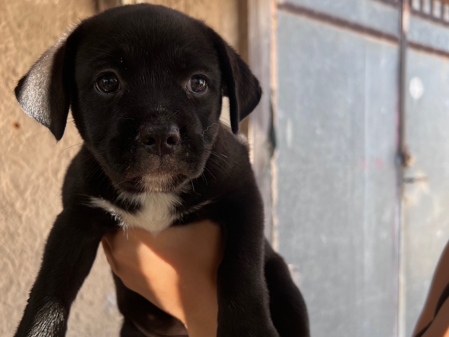 Adozione cane, femmina, Bulldog francese Razza sconosciuta, 1 mese, taglia media contenuta, Siracusa