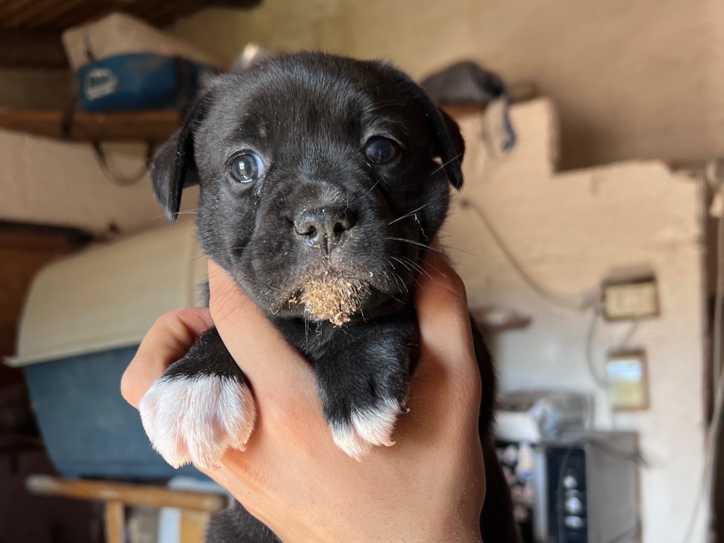 Adotta un cane, femmina, 1 mese, Siracusa
