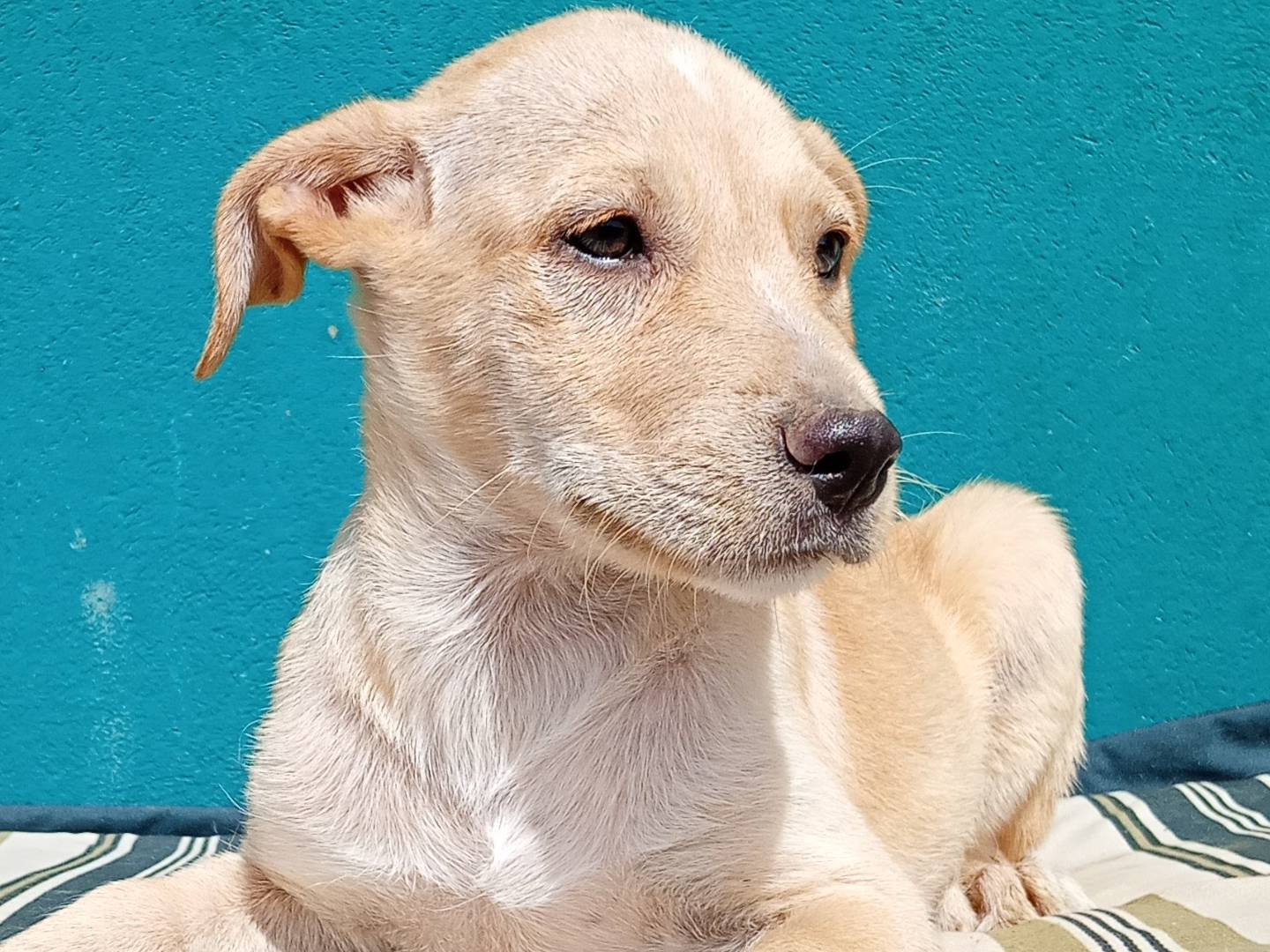 Adozione cane, femmina, Razza sconosciuta Razza sconosciuta, 2 mesi, taglia media, Firenze