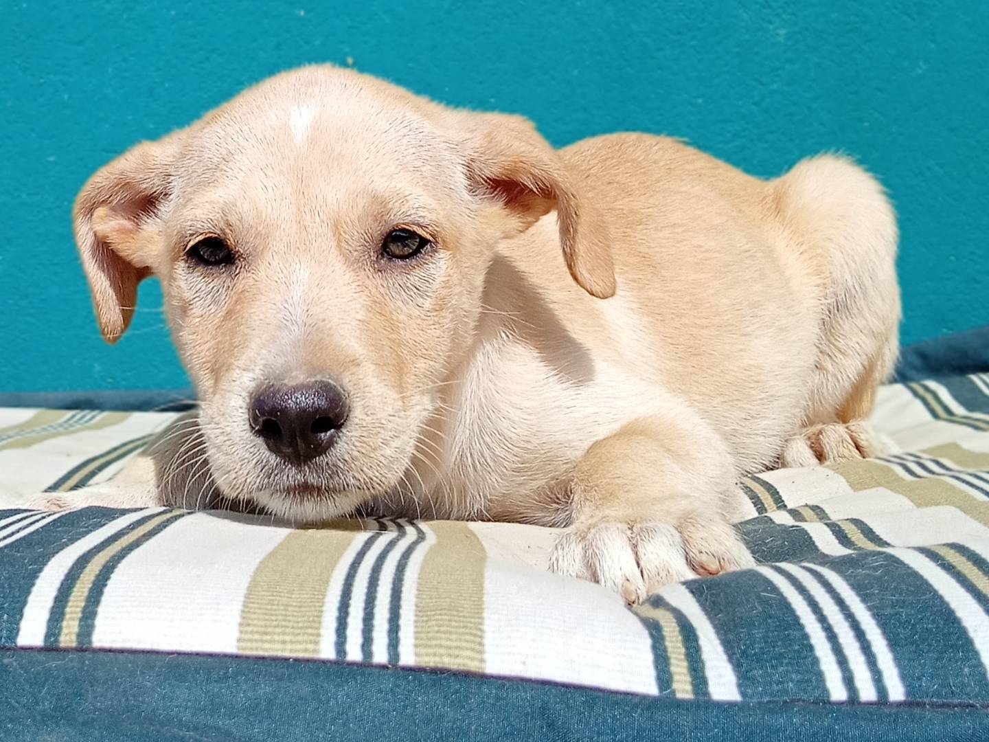 Adotta un cane, femmina, 2 mesi, Firenze