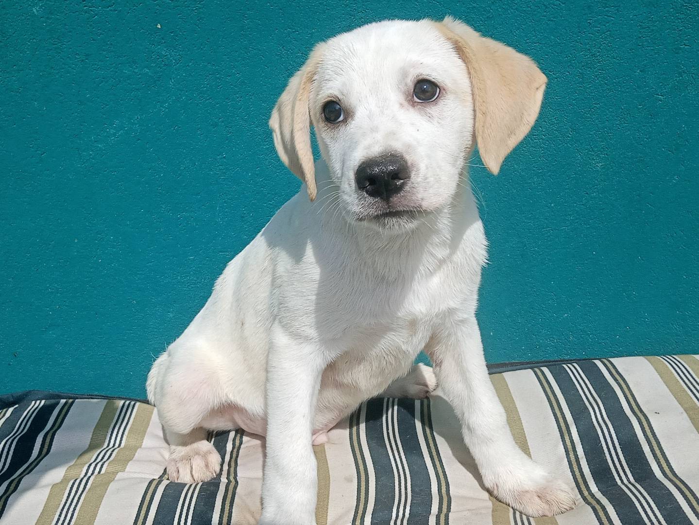 Adozione cane, maschio, Razza sconosciuta Razza sconosciuta, 2 mesi, taglia grande, Bologna