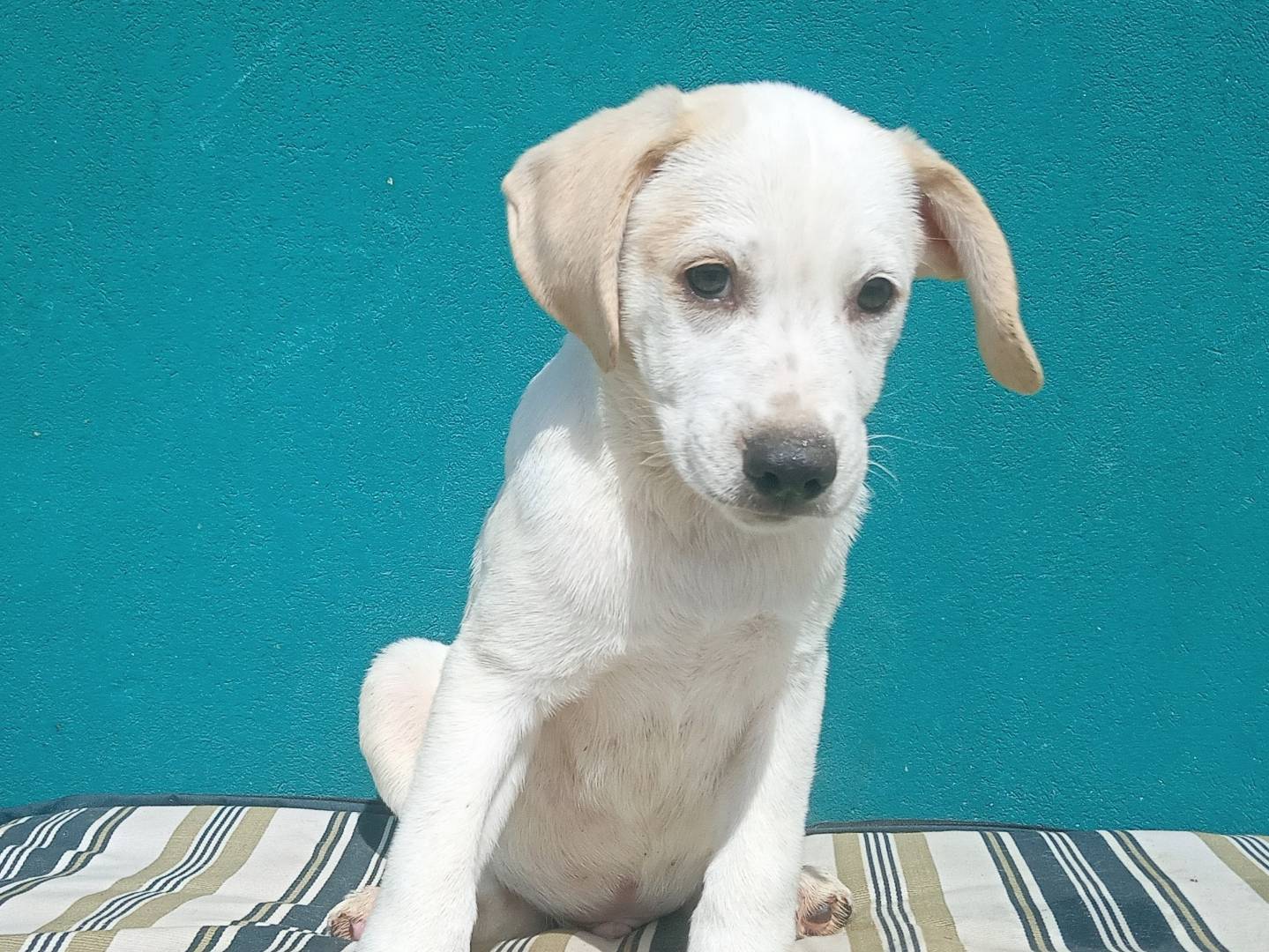 Adotta un cane, maschio, 2 mesi, Bologna