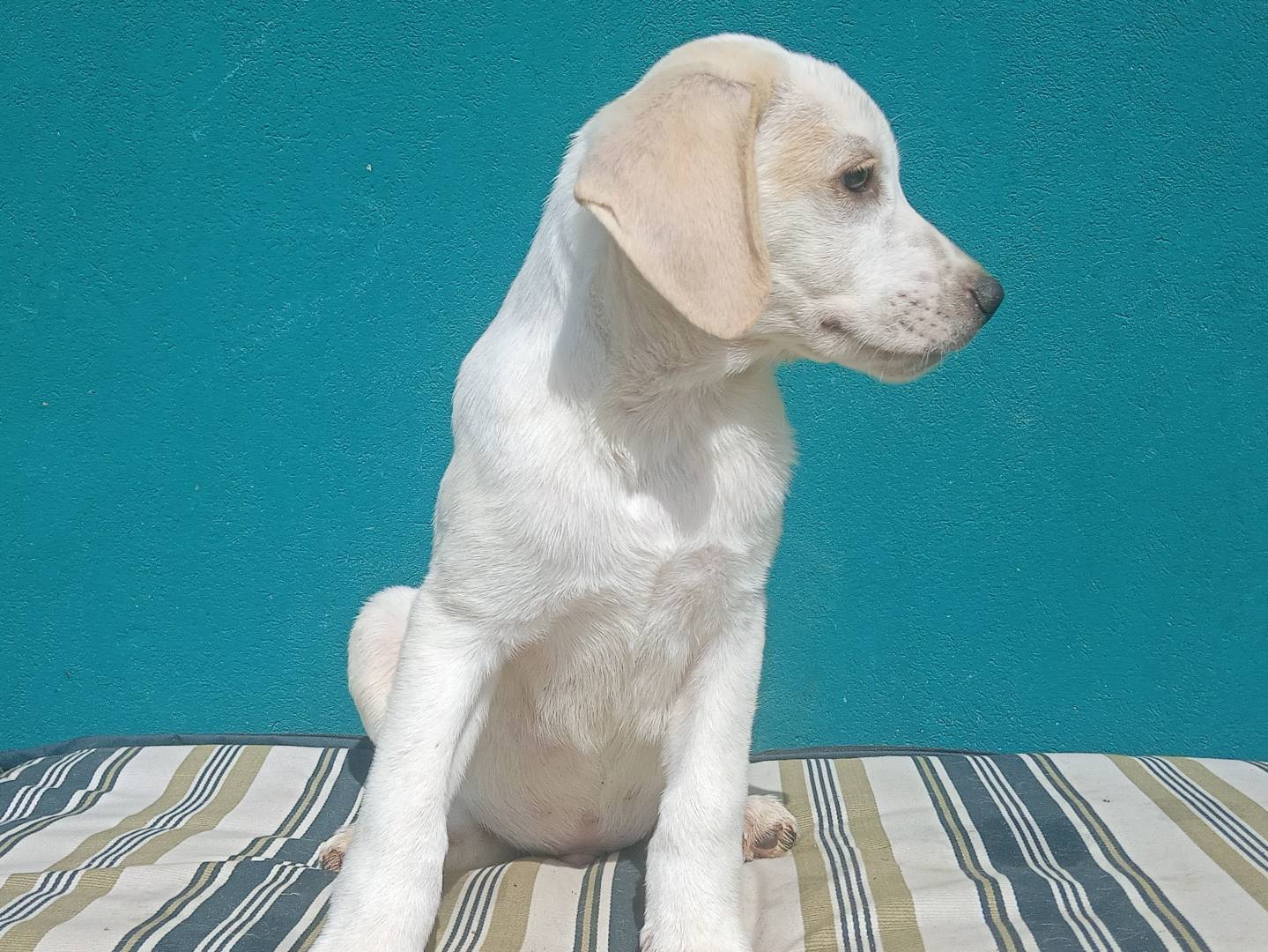 Adotta un cane, taglia grande, maschio, Bologna