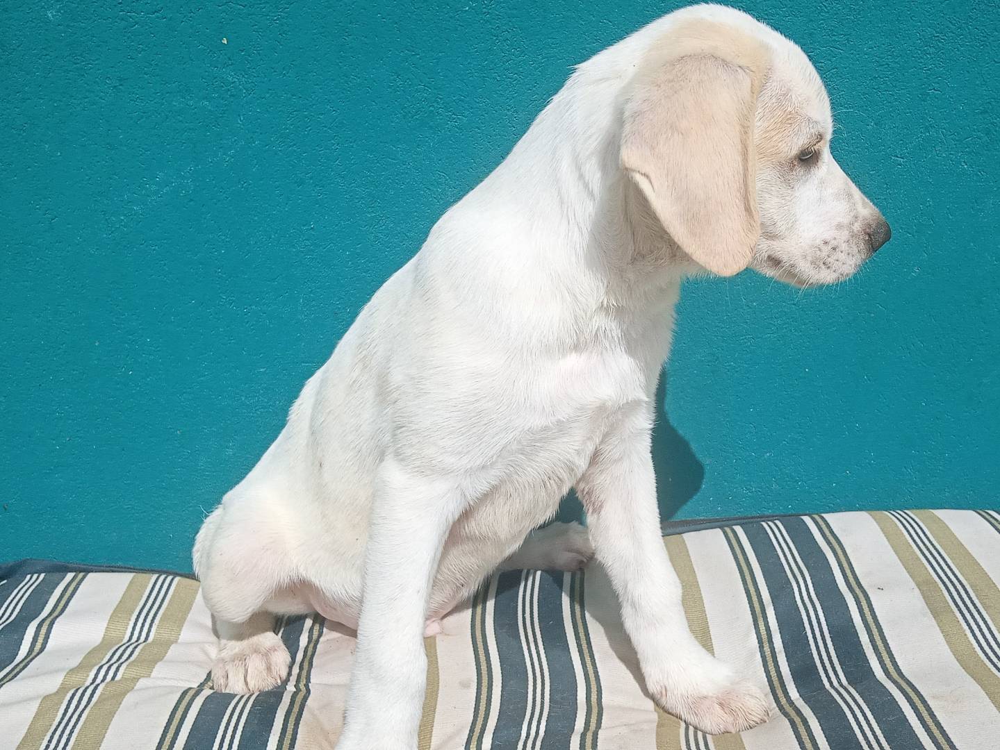 Vuoi adottare un cane a Bologna?