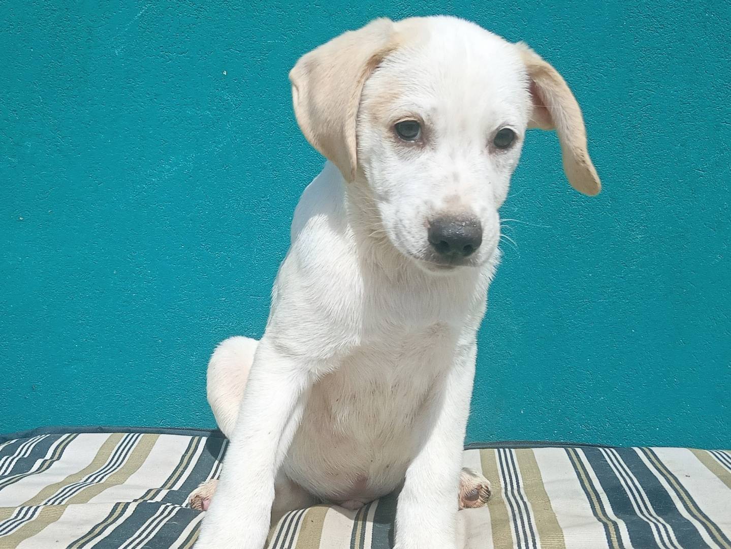 Adotta il cane IETI a Bologna
