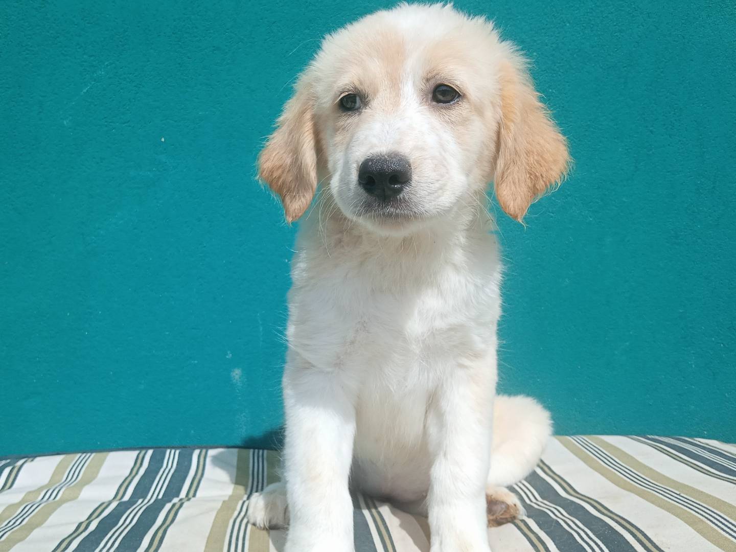 Adozione cane, femmina, Razza sconosciuta Razza sconosciuta, 2 mesi, taglia grande, Monza