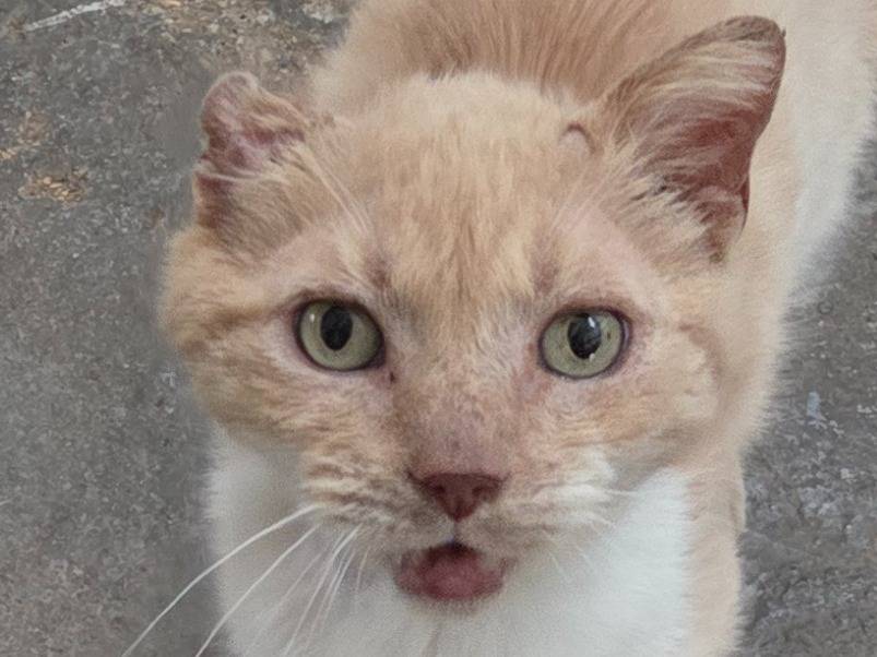 Adozione gatto, maschio, Razza sconosciuta Razza sconosciuta, 5 anni e 1 mese, taglia non valida, Roma