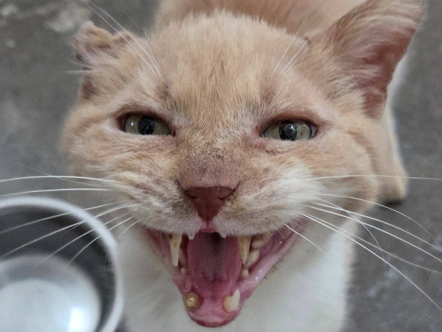 Adotta un gatto, maschio, 5 anni e 1 mese, Roma