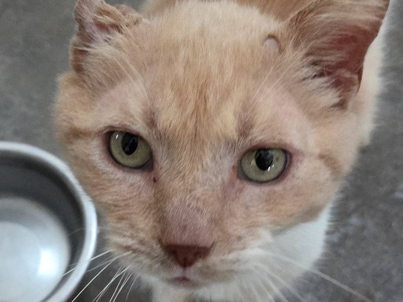 Adotta un gatto, taglia non valida, maschio, Roma