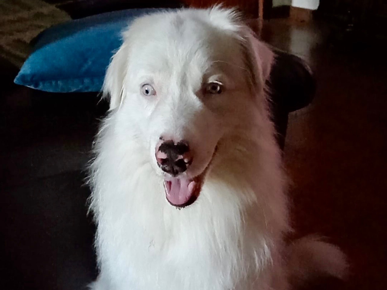 Adozione cane, maschio, Razza sconosciuta Razza sconosciuta, 4 anni, taglia media, Monza