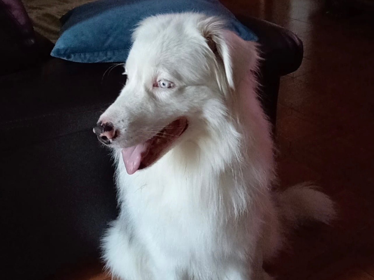 Adotta un cane, maschio, 4 anni, Monza