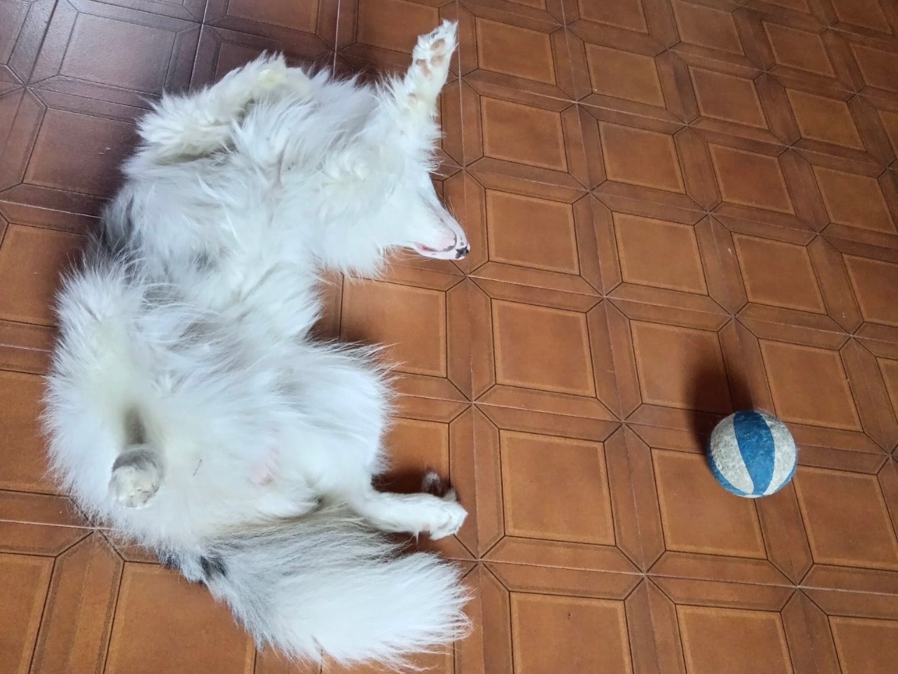 Adotta un cane, taglia media, maschio, Monza