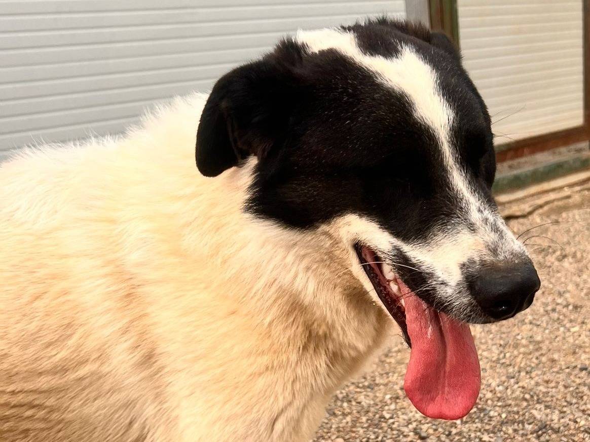 Adozione cane, maschio, Razza sconosciuta Razza sconosciuta, 3 anni e 3 mesi, taglia grande, Como