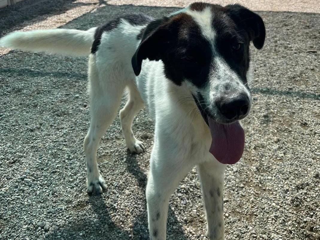Adotta il cane Garofano a Como