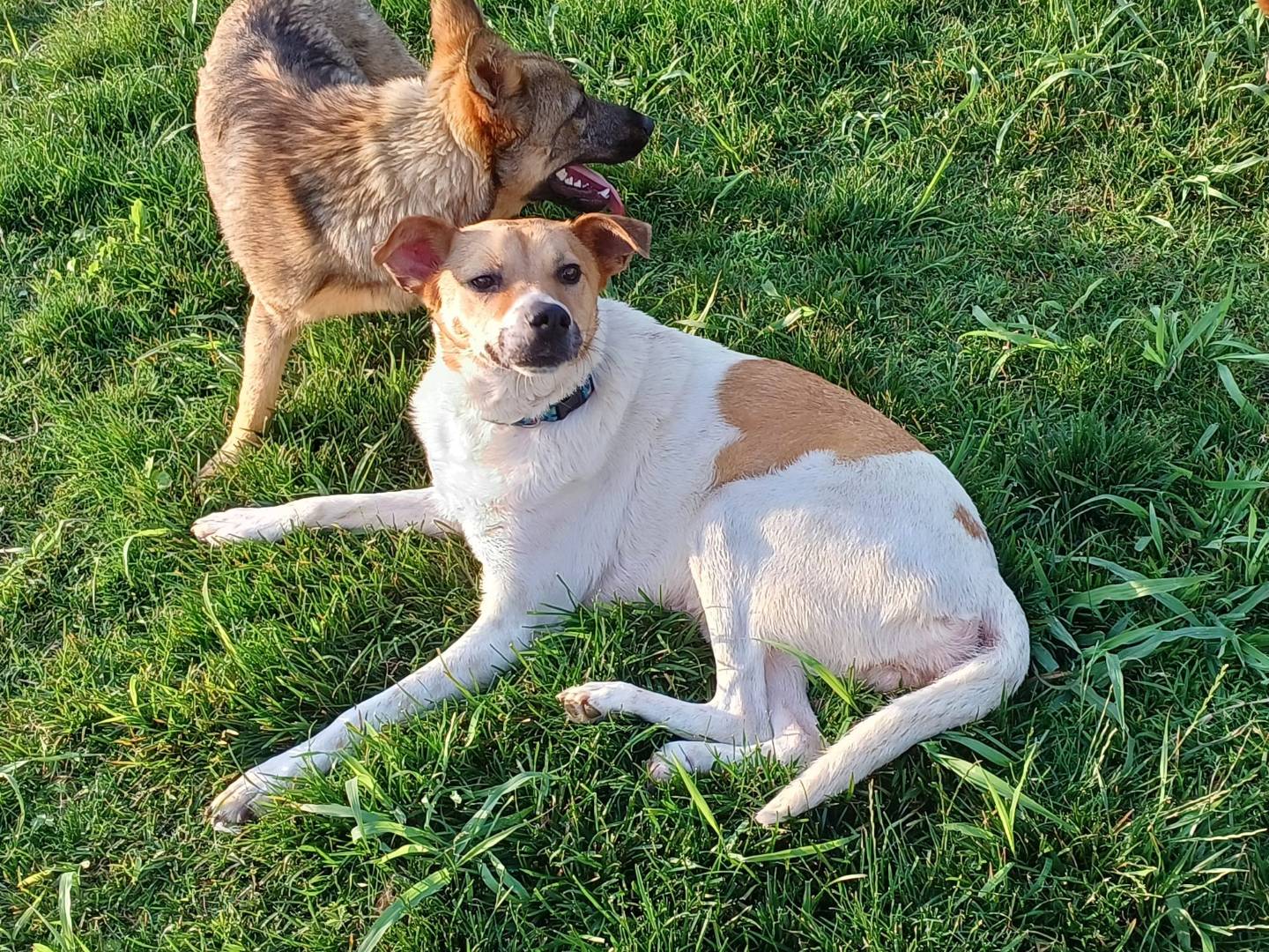 Adotta un cane, taglia media contenuta, maschio, Mantova