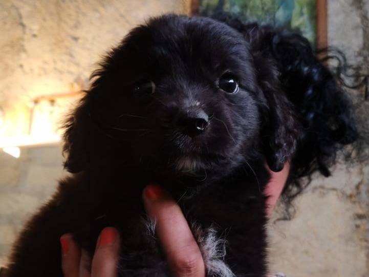 Adozione cane, femmina, Razza sconosciuta Razza sconosciuta, 2 mesi, taglia media, Palermo