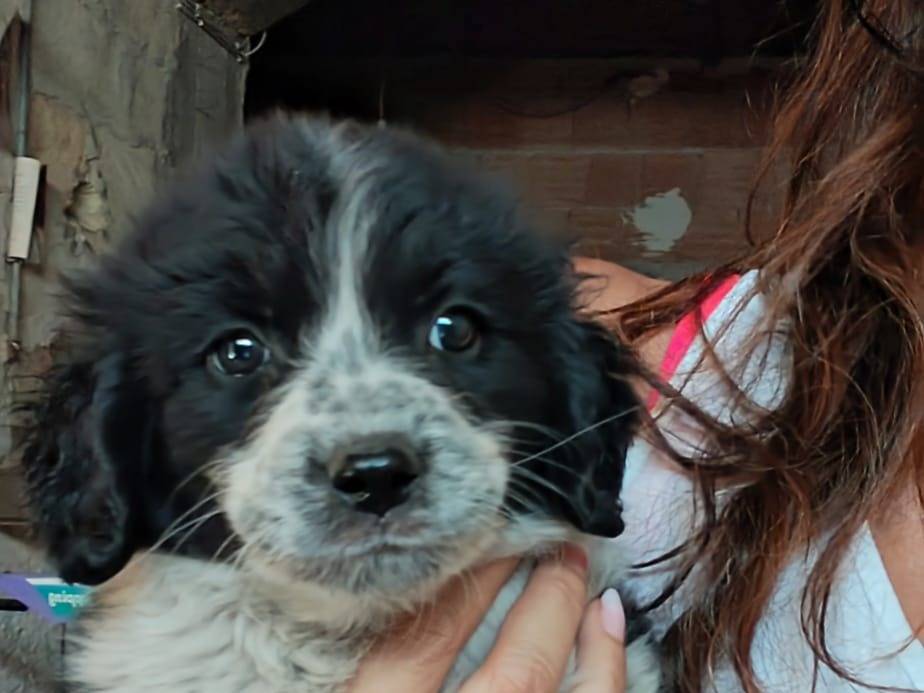 Adotta un cane, femmina, 2 mesi, Palermo