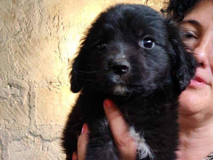 Adotta un cane, taglia media, femmina, Palermo