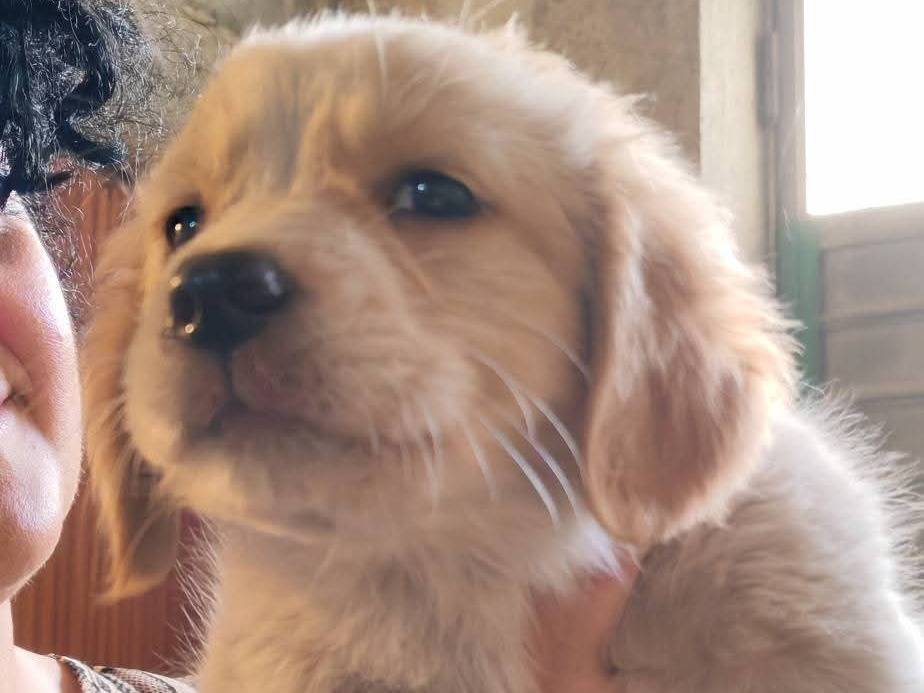 Vuoi adottare un cane a Palermo?
