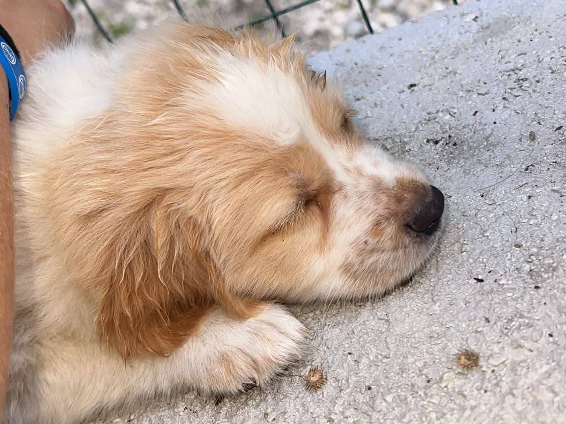 Adotta il cane Donatello Mia Barbarella  a Palermo