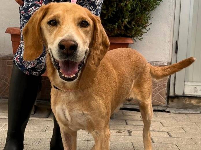 Adozione cane, maschio, Razza sconosciuta Razza sconosciuta, 11 anni e 2 mesi, taglia media, Milano