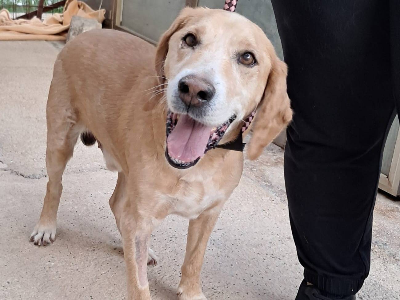Adotta un cane, maschio, 11 anni e 2 mesi, Milano