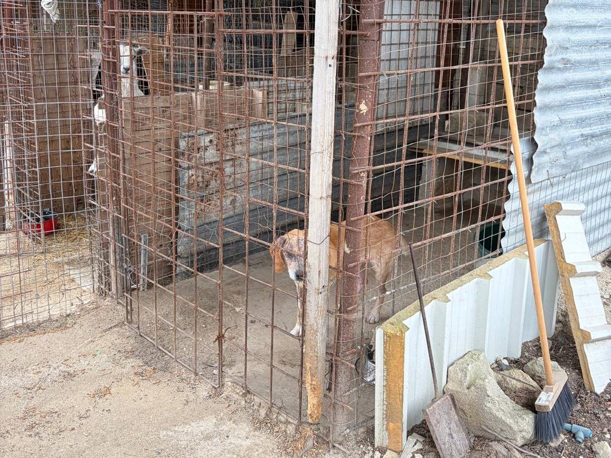Adotta un cane, taglia media, maschio, Milano
