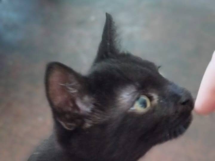Vuoi adottare un gatto a Vicenza?