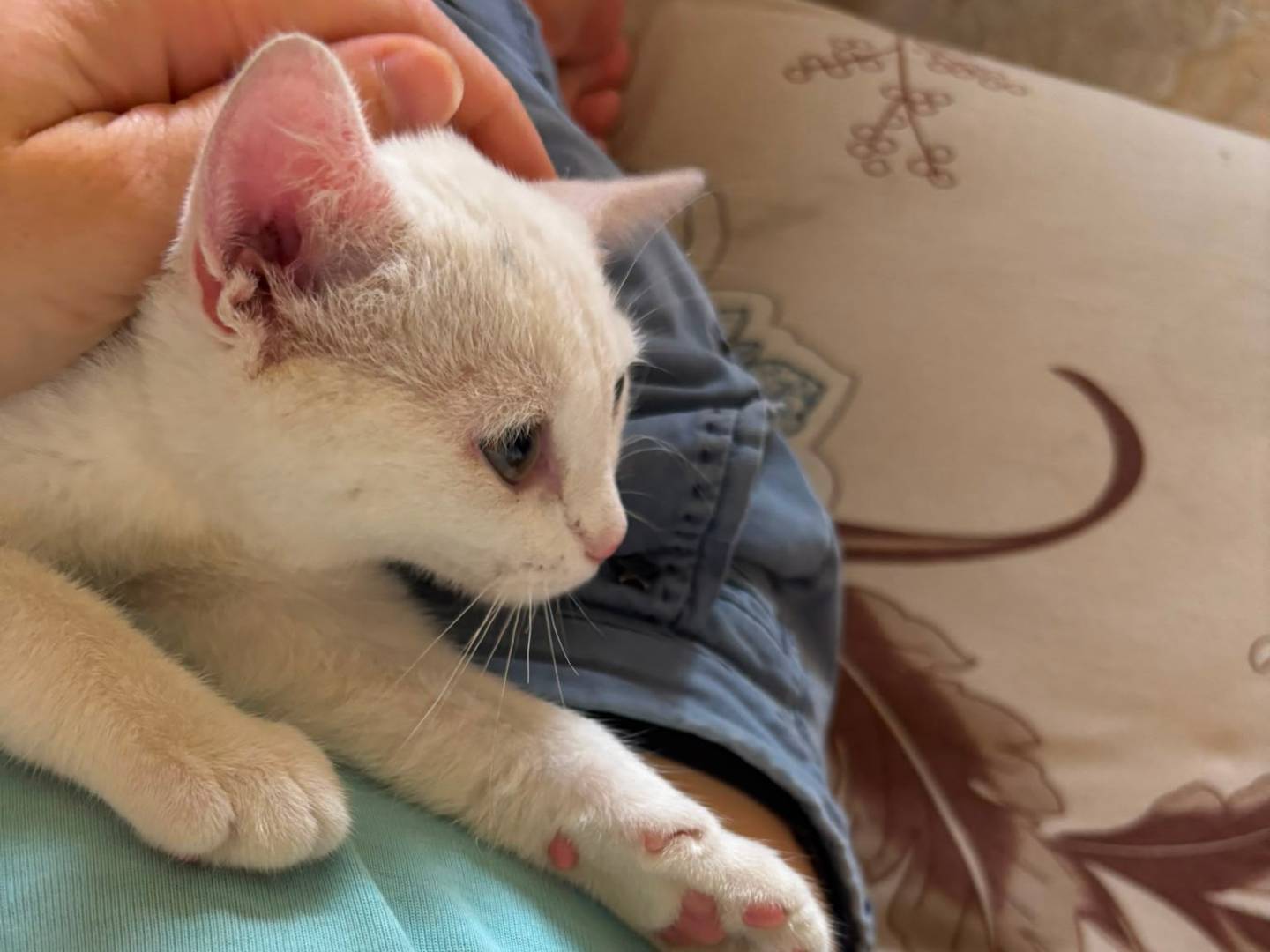 Vuoi adottare un gatto a Vicenza?