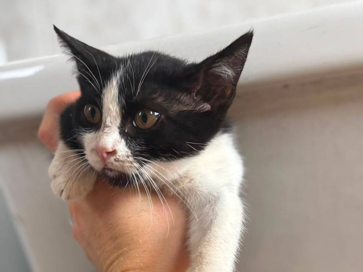 Adozione gatto, femmina, Razza sconosciuta Razza sconosciuta, 2 mesi, taglia non valida, Vicenza