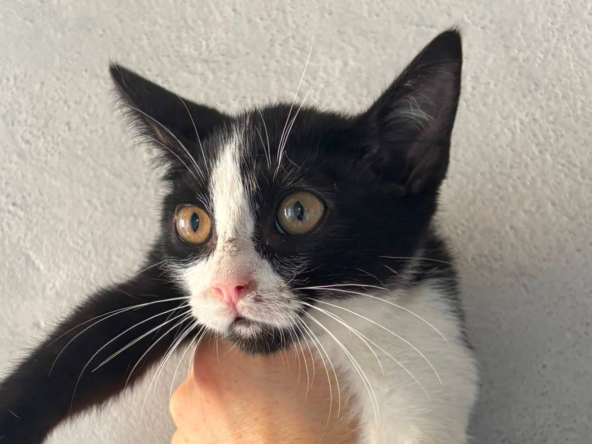 Adotta un gatto, taglia non valida, femmina, Vicenza