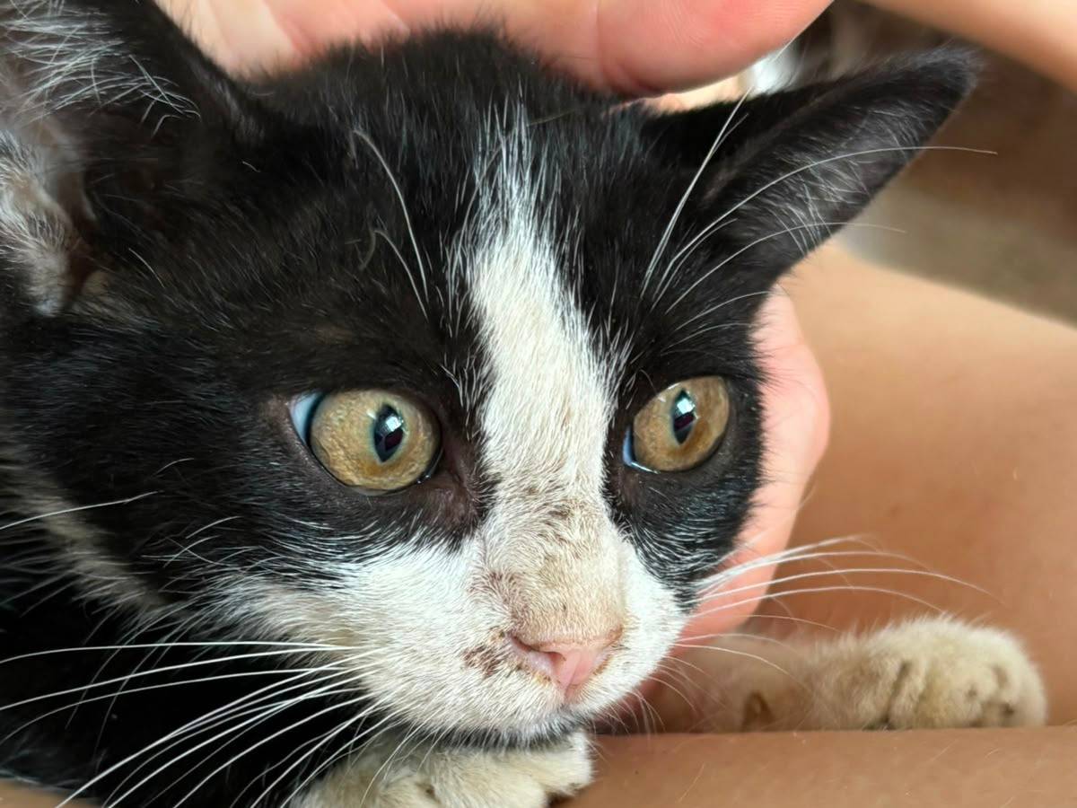 Vuoi adottare un gatto a Vicenza?