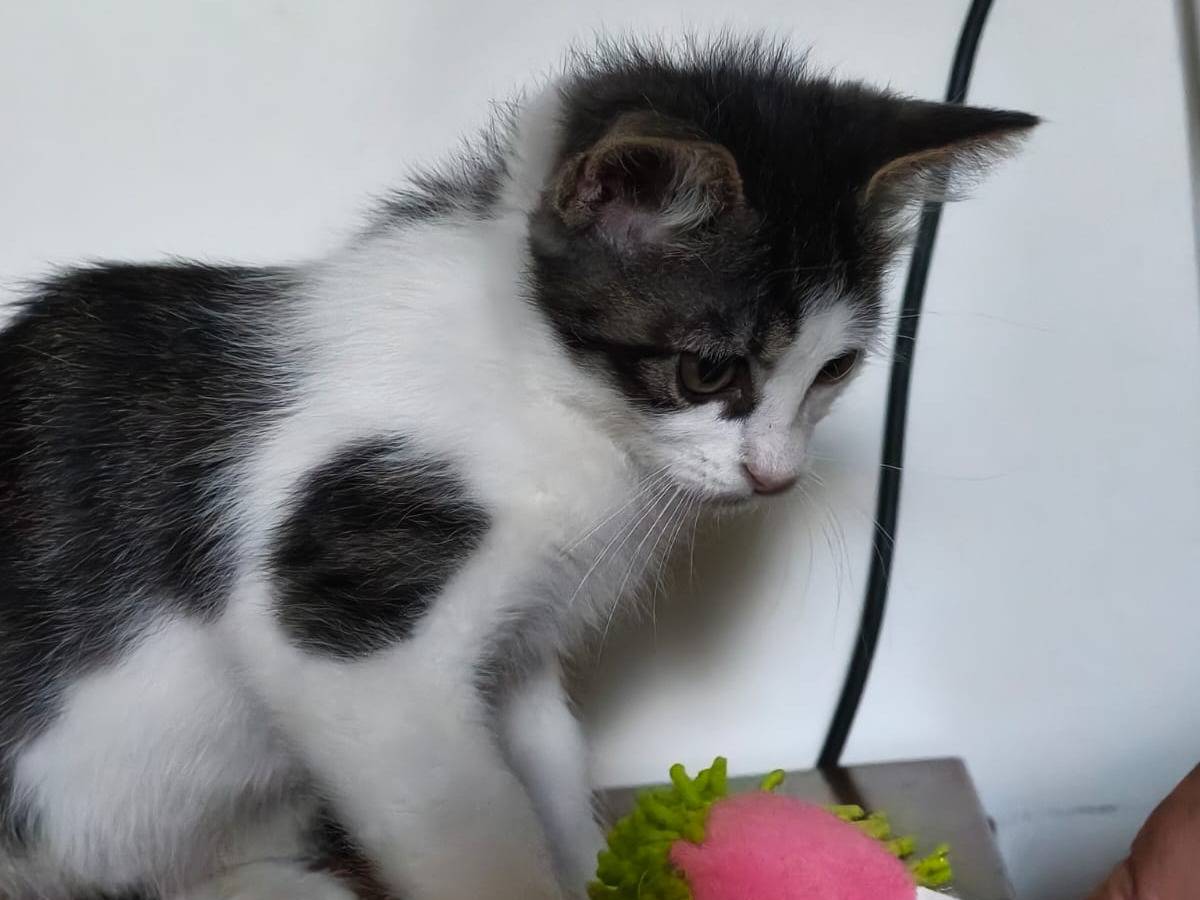 Foto 3 dell'animale