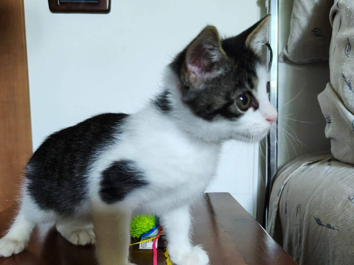 Vuoi adottare un gatto a Vicenza?