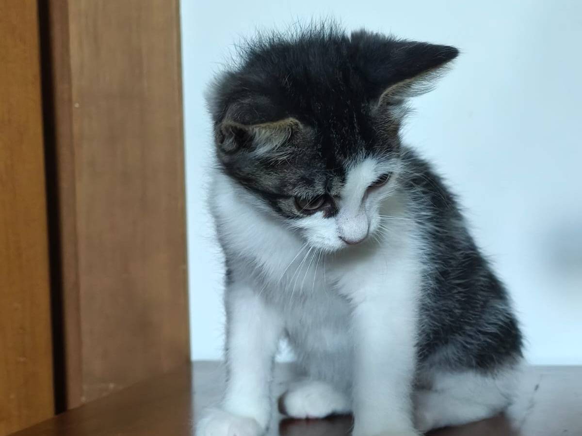 Adotta il gatto Lidl  a Vicenza