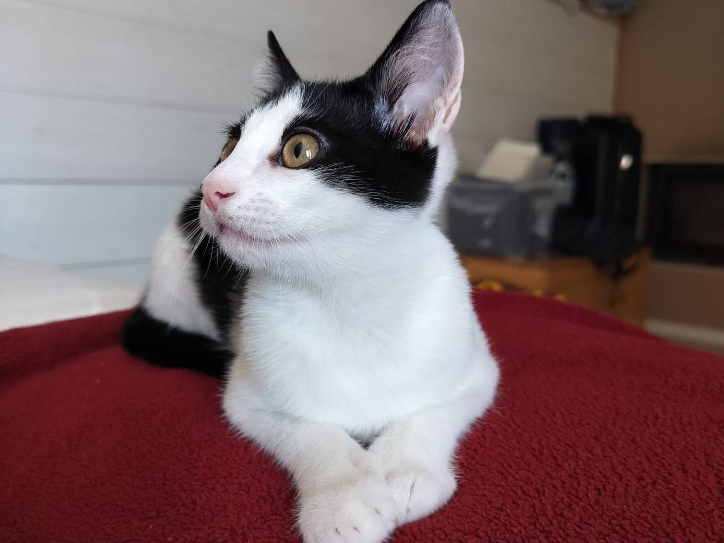 Adozione gatto, maschio, Razza sconosciuta Razza sconosciuta, 2 mesi, taglia non valida, Vicenza
