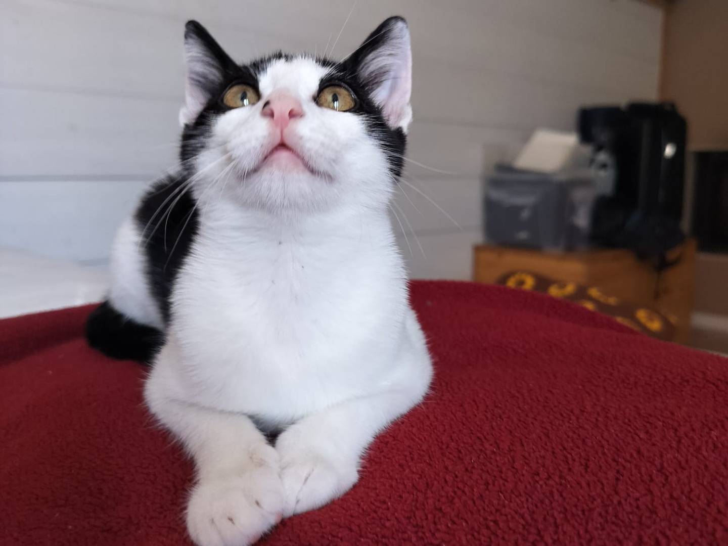 Adotta un gatto, maschio, 2 mesi, Vicenza