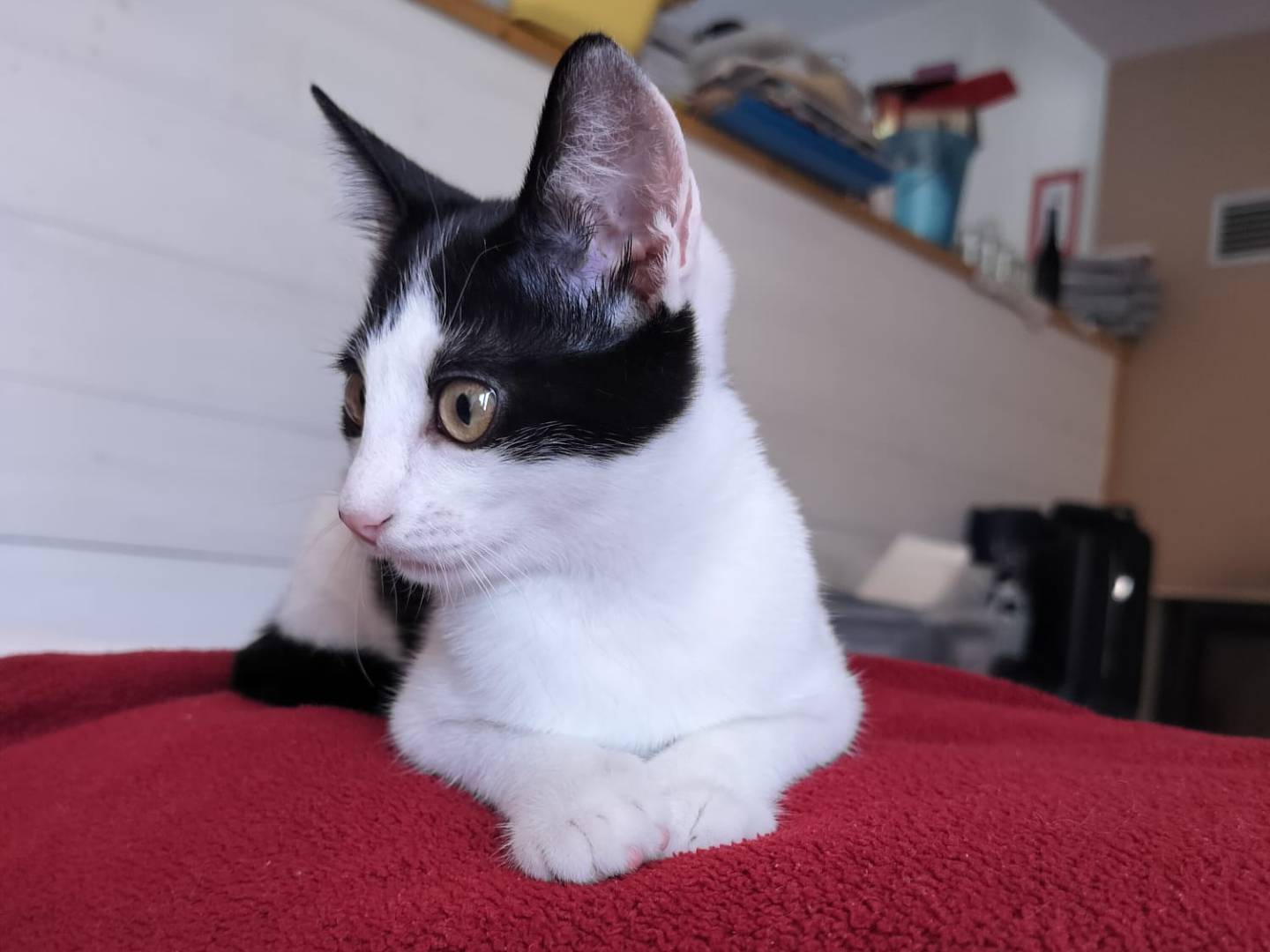 Adotta un gatto, taglia non valida, maschio, Vicenza