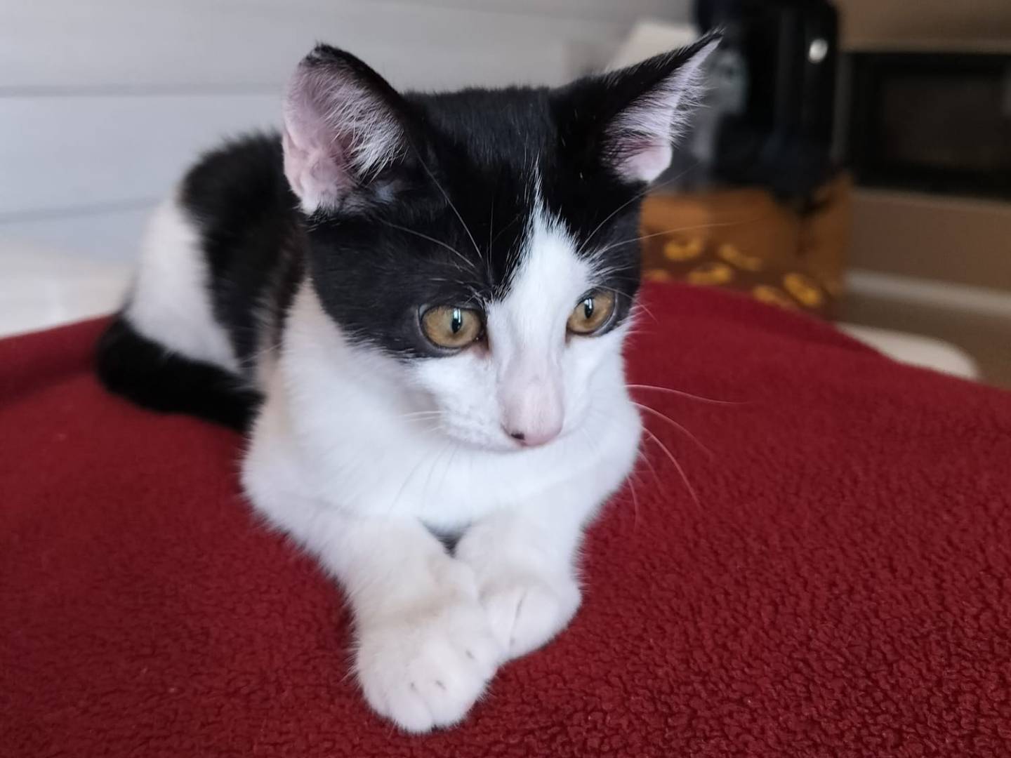Vuoi adottare un gatto a Vicenza?
