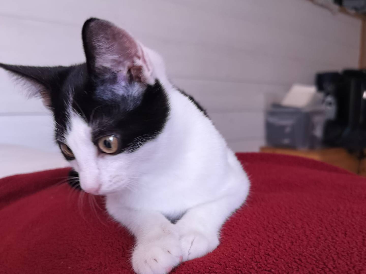 Adotta il gatto Pino  a Vicenza