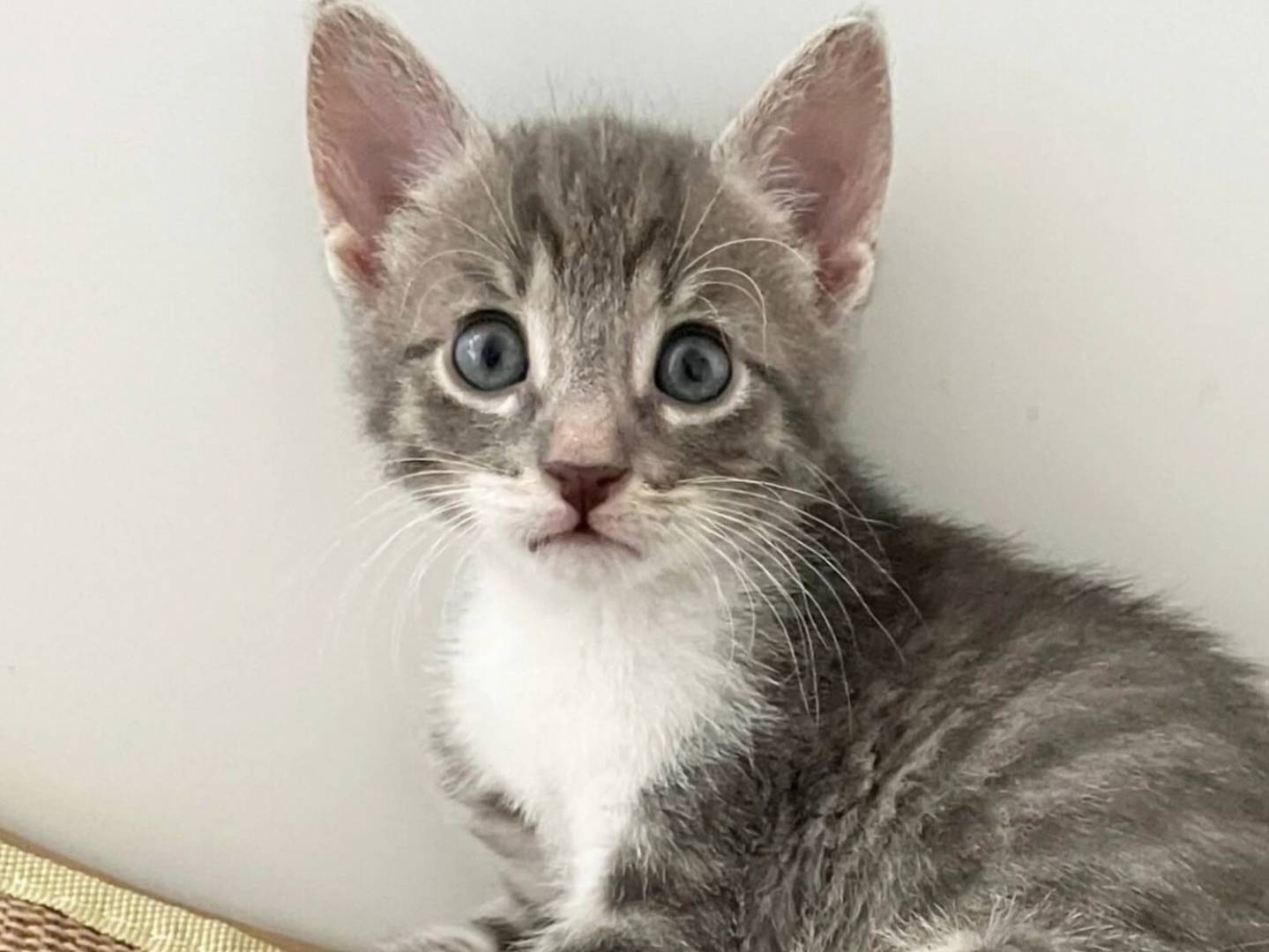 Adozione gatto, maschio, Razza sconosciuta Razza sconosciuta, 2 mesi, taglia non valida, Torino