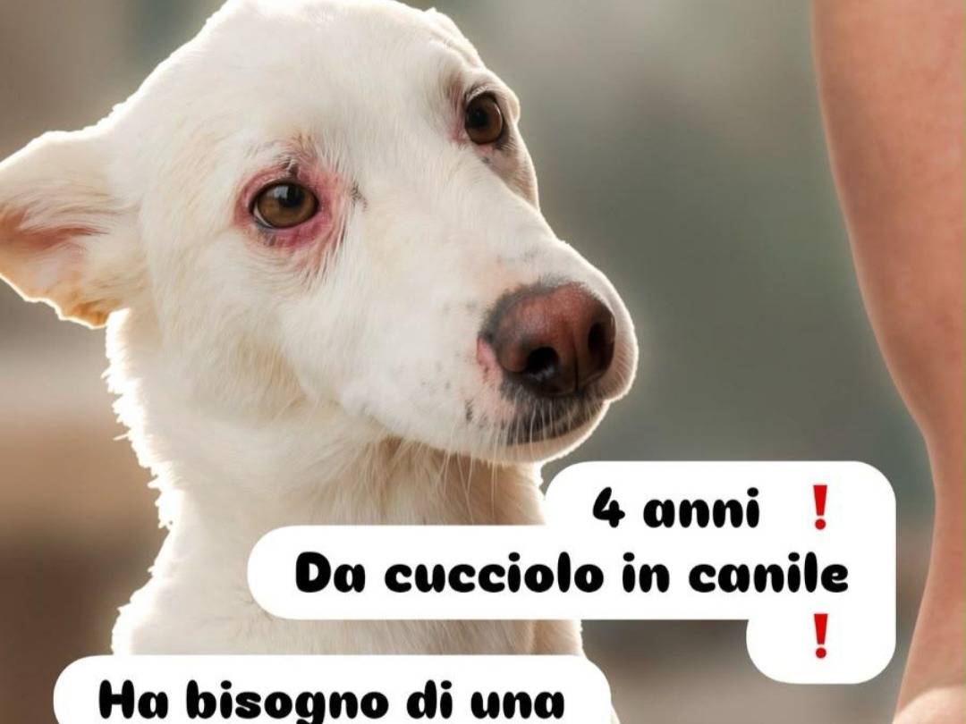 Adozione cane, maschio, Razza sconosciuta Razza sconosciuta, 4 anni e 2 mesi, taglia media contenuta, Bari