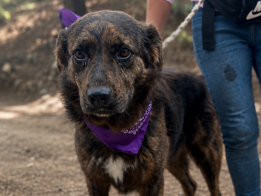 Adozione cane, femmina, Razza sconosciuta Razza sconosciuta, 5 anni e 11 mesi, taglia media, Latina