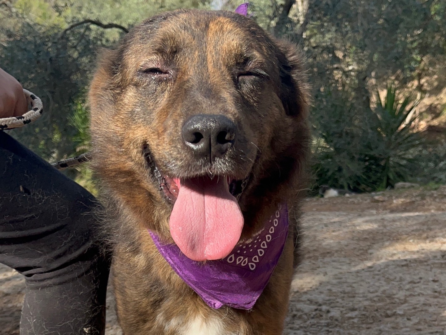 Adotta un cane, femmina, 5 anni e 11 mesi, Latina